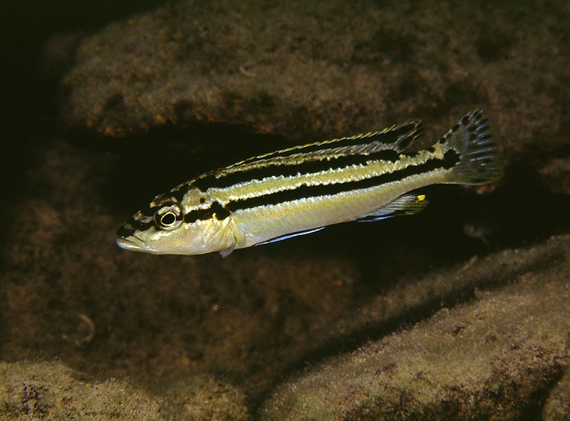 Melanochromis simulans 'Gome Rock'